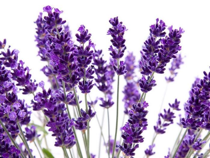 Σύνθεση κρέμας Varicone lavender angustifolia